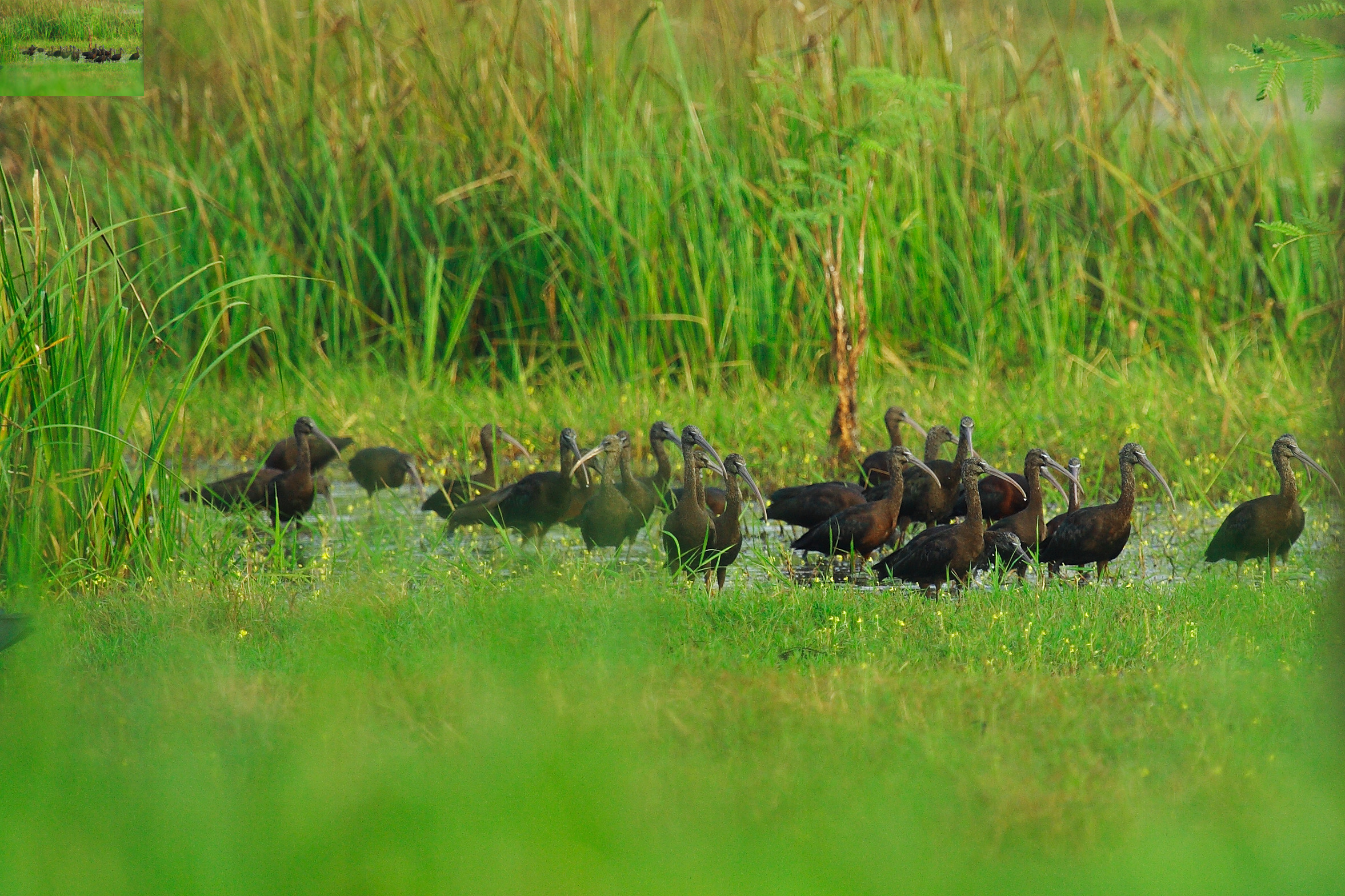 นกช้อนหอยดำเหลือบ