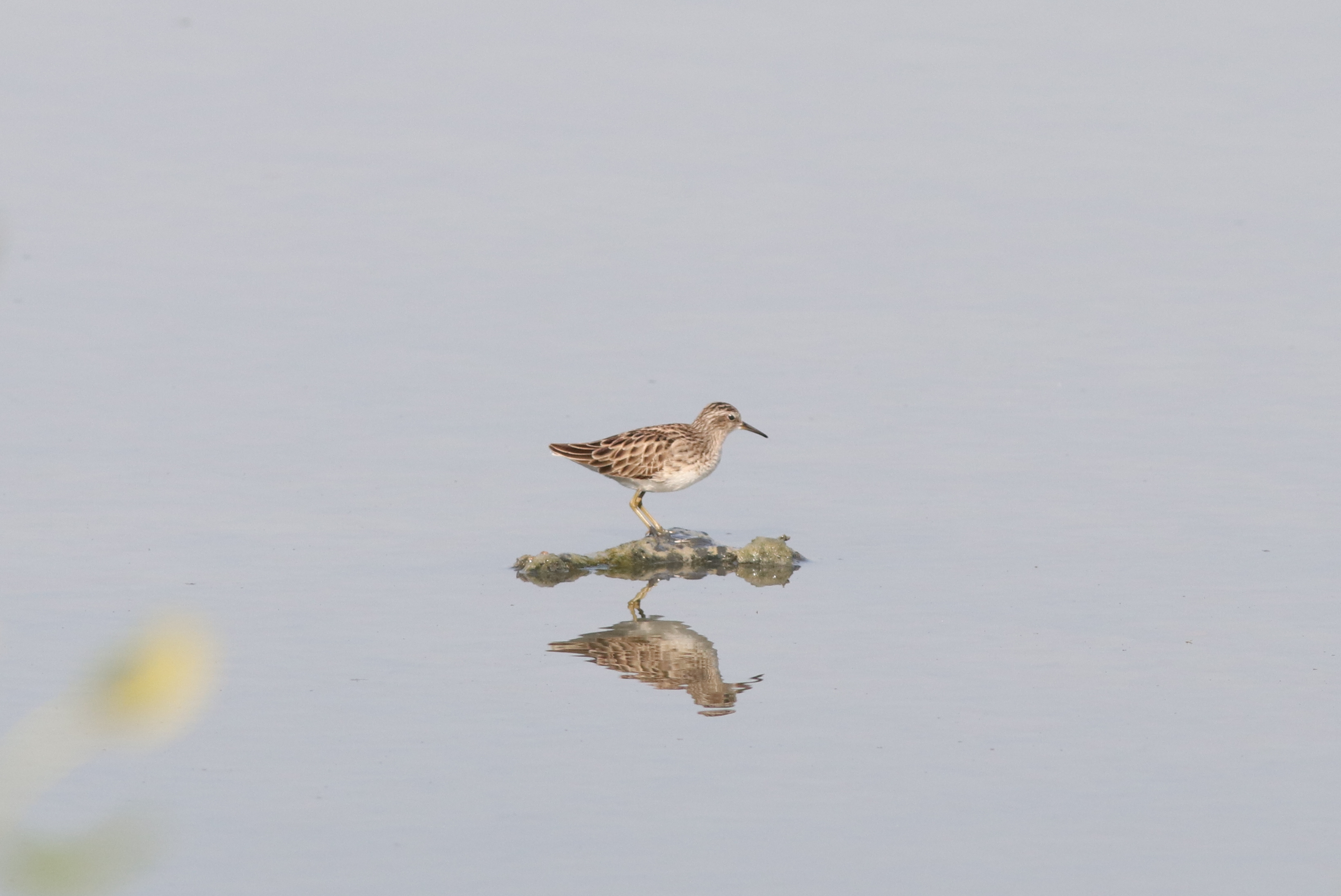 นกชายเลนบึง